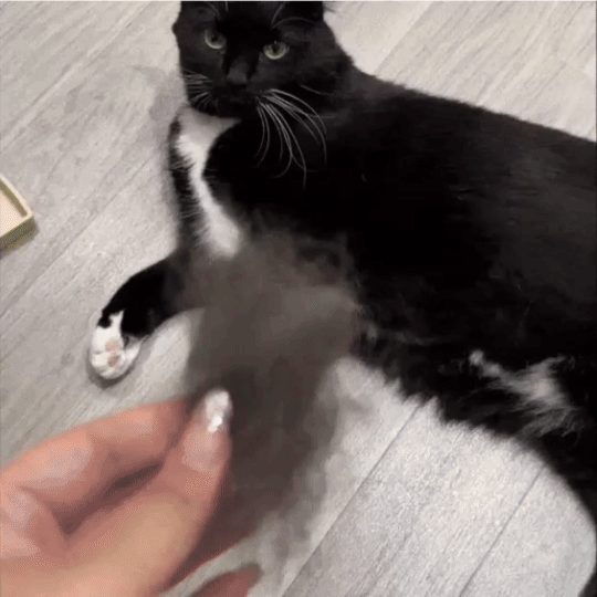 Groomy Pro — la solution anti-mue n° 1 pour animaux