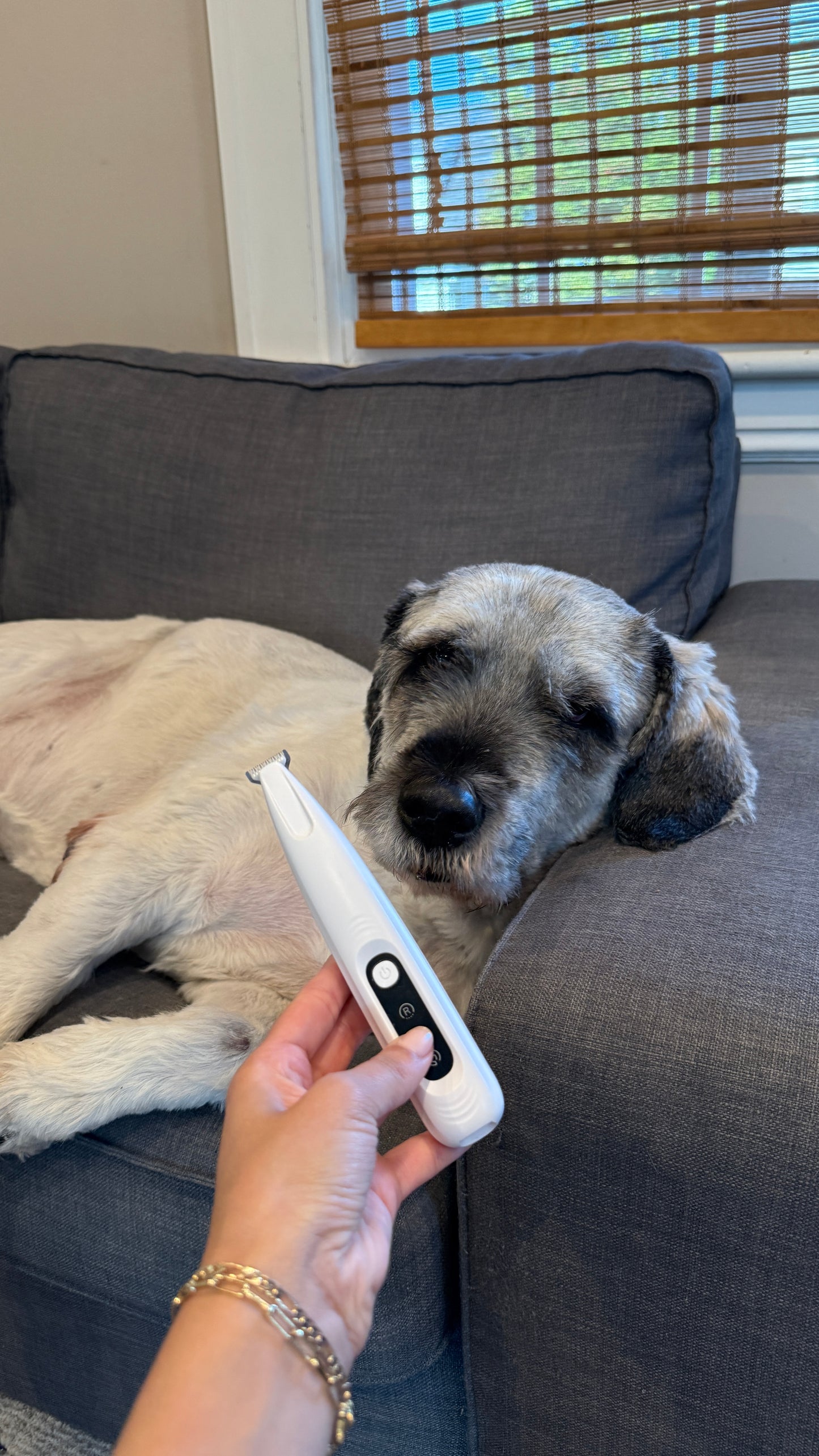CalmClippers™ —tondeuse pour chiens