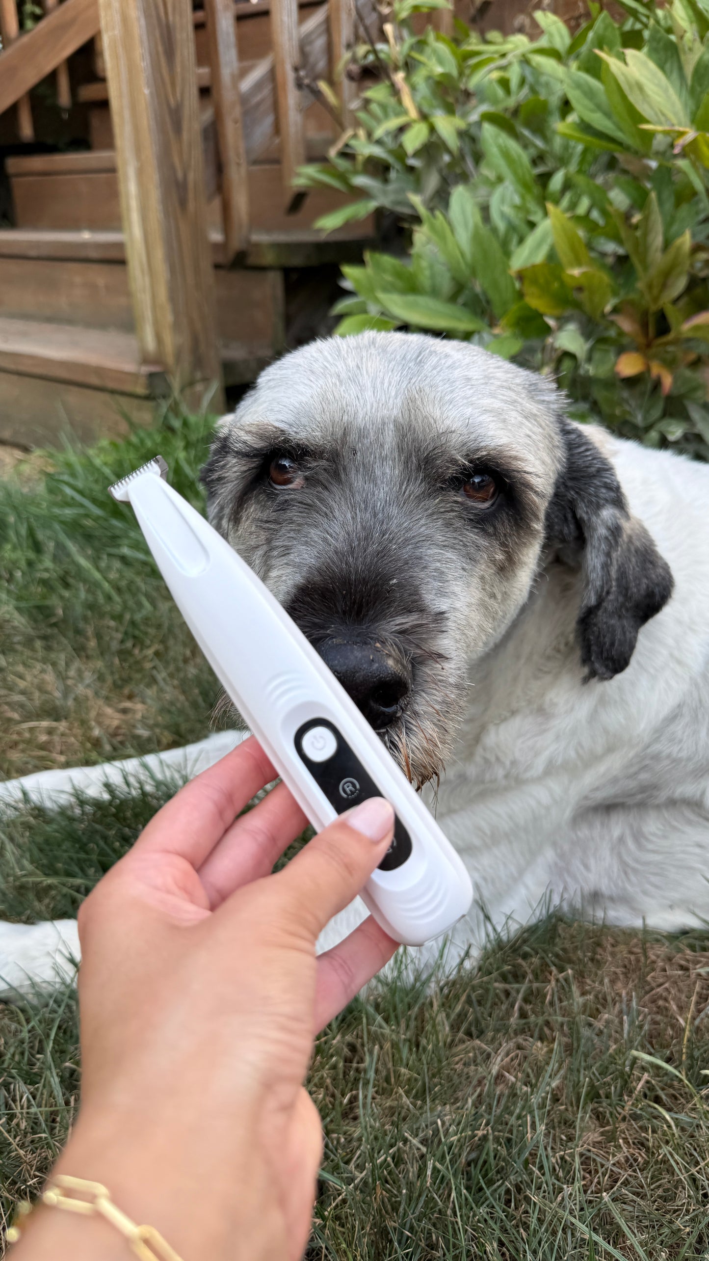 CalmClippers™ —tondeuse pour chiens