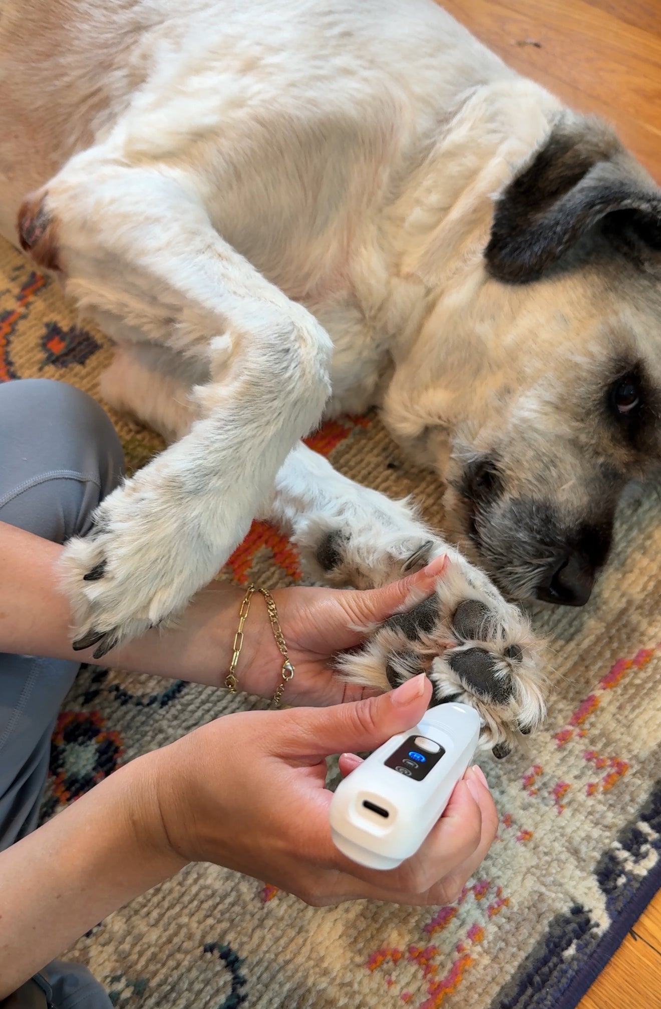CalmClippers™ —tondeuse pour chiens