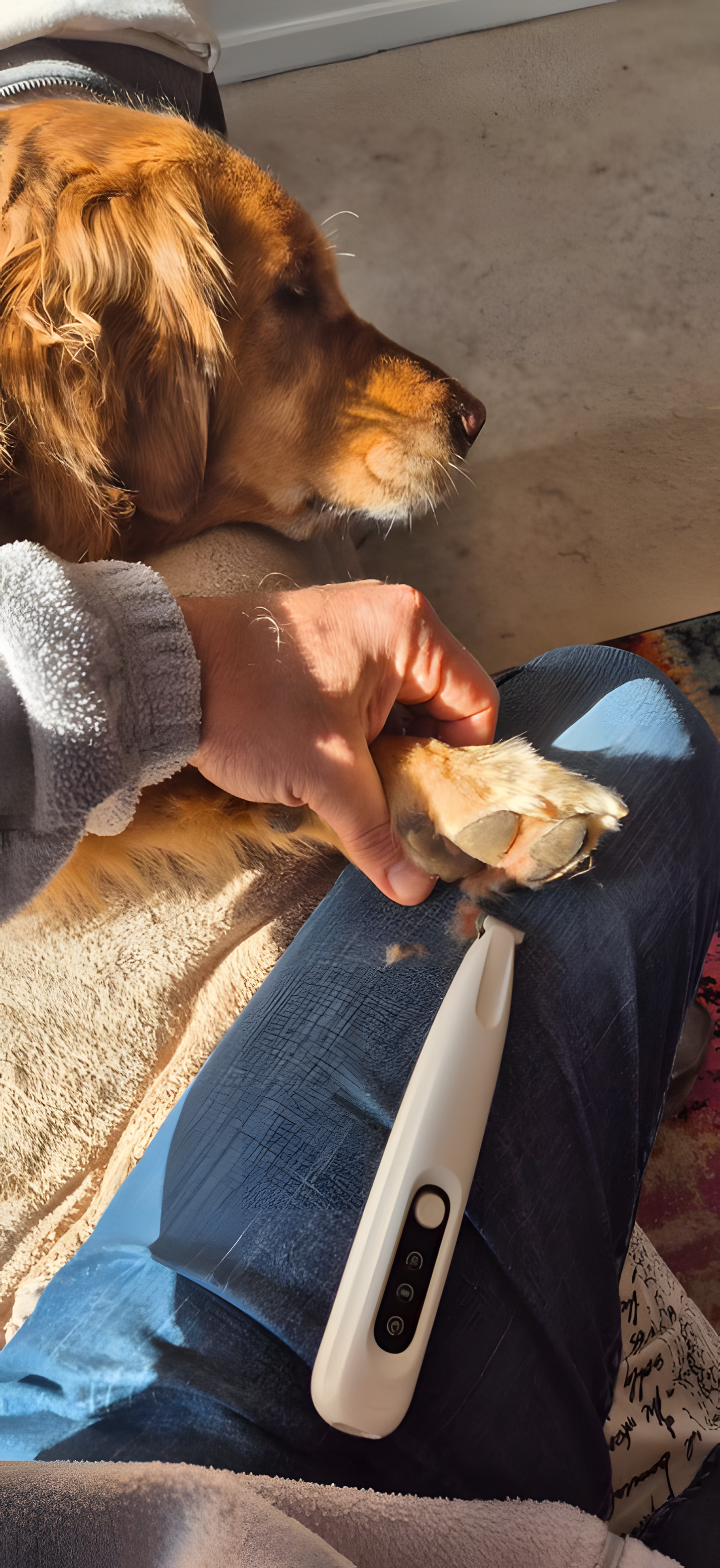 CalmClippers™ —tondeuse pour chiens